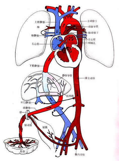 臍靜脈充氧血|胎兒血液循環:血液在胎兒體內的循環過程及其特點：,血液循環過。